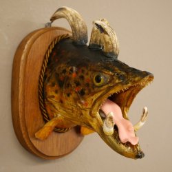 Fischwolpi Wolpertinger Bachforelle Keilerwaffen Kopf Fisch Präparat