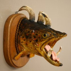 Fischwolpi Wolpertinger Bachforelle Keilerwaffen Kopf Fisch Präparat