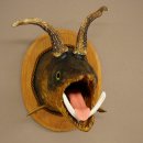 Fischwolpi Wolpertinger avec tête de chevreuil, truite empaillée, dents