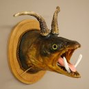 Fischwolpi Wolpertinger avec tête de chevreuil, truite empaillée, dents