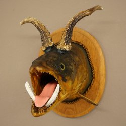 Fischwolpi Wolpertinger avec tête de chevreuil, truite empaillée, dents