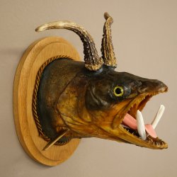 Fischwolpi Wolpertinger avec tête de chevreuil, truite empaillée, dents