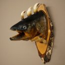 Fischwolpi Wolpertinger Drachenforelle Keilerwaffen Kopf...
