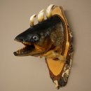 Fischwolpi Wolpertinger Drachenforelle Keilerwaffen Kopf...