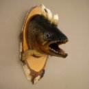 Fischwolpi Wolpertinger Drachenforelle Keilerwaffen Kopf Fisch Präparat