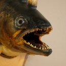 Fischwolpi Wolpertinger Drachenforelle Keilerwaffen Kopf Fisch Präparat