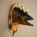 Fischwolpi Wolpertinger Drachenforelle Keilerwaffen Kopf Fisch Präparat