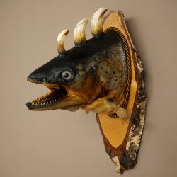 Fischwolpi Wolpertinger Drachenforelle Keilerwaffen Kopf Fisch Präparat