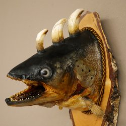 Fischwolpi Wolpertinger Drachenforelle Keilerwaffen Kopf Fisch Präparat