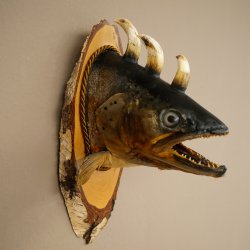 Fischwolpi Wolpertinger Drachenforelle Keilerwaffen Kopf Fisch Präparat