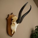 Trophée dantilope springbok (crâne) HL 30 cm...