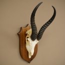 Trophée dantilope springbok (crâne) HL 30 cm sur socle 88.6.111