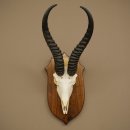 Trophée dantilope springbok (crâne) HL 30 cm sur socle 88.6.111