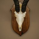 Trophée dantilope springbok (crâne) HL 30 cm sur socle 88.6.111