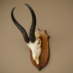Trophée dantilope springbok (crâne) HL 30 cm sur socle 88.6.111
