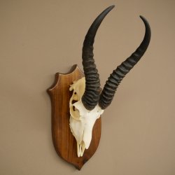 Trophée dantilope springbok (crâne) HL 30 cm sur socle 88.6.111