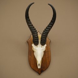 Trophée dantilope springbok (crâne) HL 30 cm sur socle 88.6.111