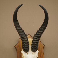 Trophée dantilope springbok (crâne) HL 30 cm sur socle 88.6.111