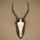 Blessbock (Damaliscus phillipsi) Antilope dAfrique Trophée de crâne HL 39 cm 88.5.24