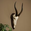 Blessbock (Damaliscus phillipsi) Antilope dAfrique Trophée de crâne HL 39 cm 88.5.24