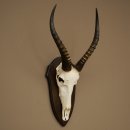 Blessbock (Damaliscus phillipsi) Antilope dAfrique Trophée de crâne HL 39 cm 88.5.24