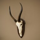 Blessbock (Damaliscus phillipsi) Antilope dAfrique Trophée de crâne HL 39 cm 88.5.24