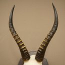 Blessbock (Damaliscus phillipsi) Antilope dAfrique Trophée de crâne HL 39 cm 88.5.24