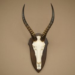 Blessbock (Damaliscus phillipsi) Antilope dAfrique Trophée de crâne HL 39 cm 88.5.24