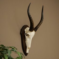 Blessbock (Damaliscus phillipsi) Antilope dAfrique Trophée de crâne HL 39 cm 88.5.24