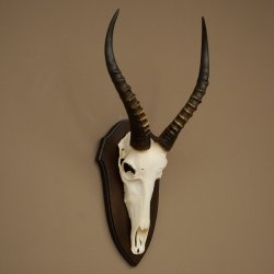 Blessbock (Damaliscus phillipsi) Antilope dAfrique Trophée de crâne HL 39 cm 88.5.24