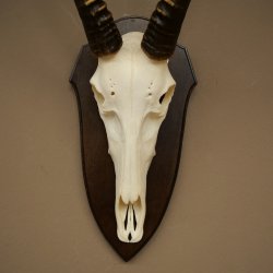 Blessbock (Damaliscus phillipsi) Antilope dAfrique Trophée de crâne HL 39 cm 88.5.24