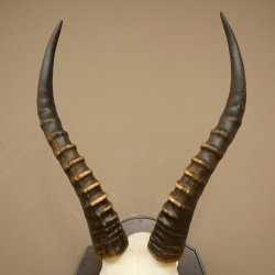 Blessbock (Damaliscus phillipsi) Antilope dAfrique Trophée de crâne HL 39 cm 88.5.24