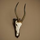 Blessbock (Damaliscus phillipsi) Antilope dAfrique Trophée de crâne HL 41 cm 88.5.25