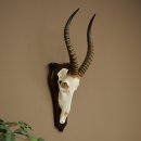 Blessbock (Damaliscus phillipsi) Antilope dAfrique Trophée de crâne HL 41 cm 88.5.25