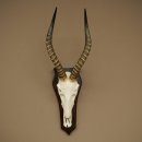 Blessbock (Damaliscus phillipsi) Antilope dAfrique Trophée de crâne HL 41 cm 88.5.25