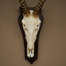 Blessbock (Damaliscus phillipsi) Antilope dAfrique Trophée de crâne HL 41 cm 88.5.25