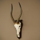 Blessbock (Damaliscus phillipsi) Antilope dAfrique Trophée de crâne HL 41 cm 88.5.25