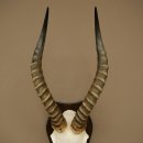 Blessbock (Damaliscus phillipsi) Antilope dAfrique Trophée de crâne HL 41 cm 88.5.25