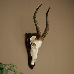 Blessbock (Damaliscus phillipsi) Antilope dAfrique Trophée de crâne HL 41 cm 88.5.25