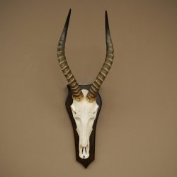 Blessbock (Damaliscus phillipsi) Antilope dAfrique Trophée de crâne HL 41 cm 88.5.25