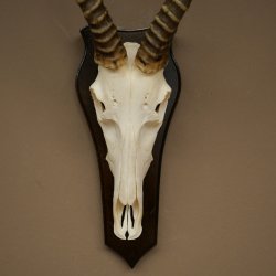 Blessbock (Damaliscus phillipsi) Antilope dAfrique Trophée de crâne HL 41 cm 88.5.25