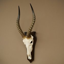 Blessbock (Damaliscus phillipsi) Antilope dAfrique Trophée de crâne HL 41 cm 88.5.25