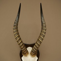 Blessbock (Damaliscus phillipsi) Antilope dAfrique Trophée de crâne HL 41 cm 88.5.25