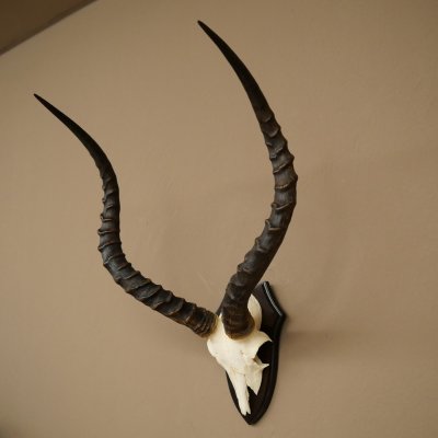 Trophée de crâne dantilope impala (Aepyceros) – Hauteur : 55 cm – Numéro de référence : 88.4.74