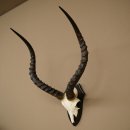 Trophée de crâne dantilope impala (Aepyceros) – Hauteur : 55 cm – Numéro de référence : 88.4.74