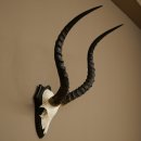 Trophée de crâne dantilope impala (Aepyceros) – Hauteur : 55 cm – Numéro de référence : 88.4.74