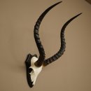 Trophée de crâne dantilope impala (Aepyceros) – Hauteur : 55 cm – Numéro de référence : 88.4.74