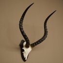 Trophée de crâne dantilope impala (Aepyceros) – Hauteur : 55 cm – Numéro de référence : 88.4.74