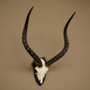 Trophée de crâne dantilope impala (Aepyceros) – Hauteur : 55 cm – Numéro de référence : 88.4.74