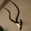 Trophée de crâne dantilope impala (Aepyceros) – Hauteur : 55 cm – Numéro de référence : 88.4.74